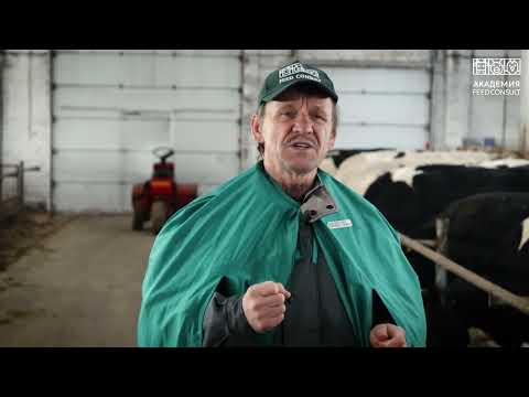Видео: «Управление заболеваемостью маститами в дойном стаде». Фильм третий