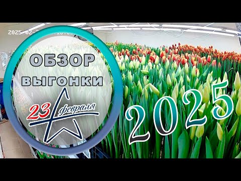 Видео: 🔎 Обзор выгонки тюльпана 23 февраля // 2025