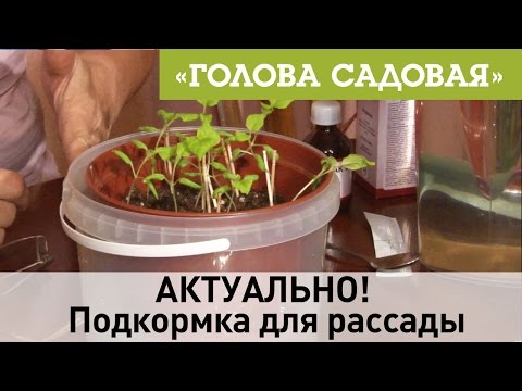 Видео: Голова садовая - АКТУАЛЬНО! Подкормка для рассады