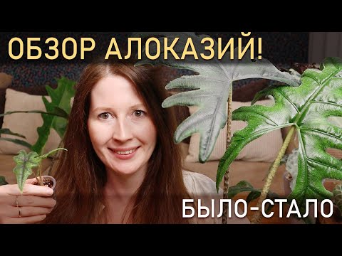 Видео: БЫЛО СТАЛО  Обзор всех моих АЛОКАЗИЙ