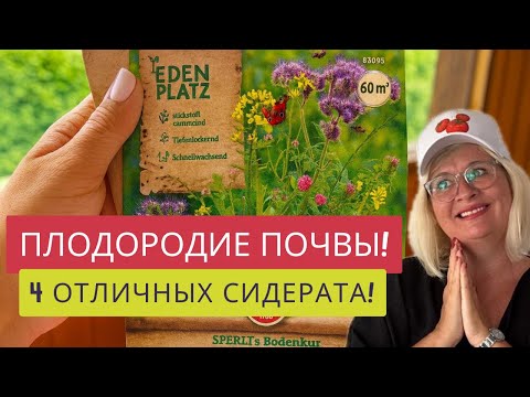 Видео: ЧТО ДЕЛАТЬ С ГРЯДКАМИ В СЕНТЯБРЕ?☘️СЕЕМ СИДЕРАТЫ!☝️4 СИДЕРАТА В УПАКОВКЕ!🔥СДЕЛАЕМ ПОЧВУ ПЛОДОРОДНОЙ!
