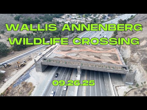 Видео: Обновление для пешеходного перехода Уоллис Анненберг (26.09.25)