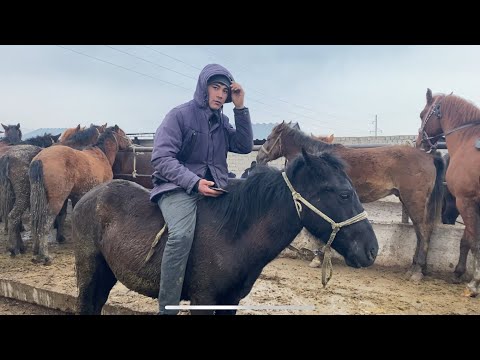 Видео: Туркестан Жылқы Мал Базар. Айғыр Ат Бие Құнан Тай Байтал Жабағы 14.01.2024