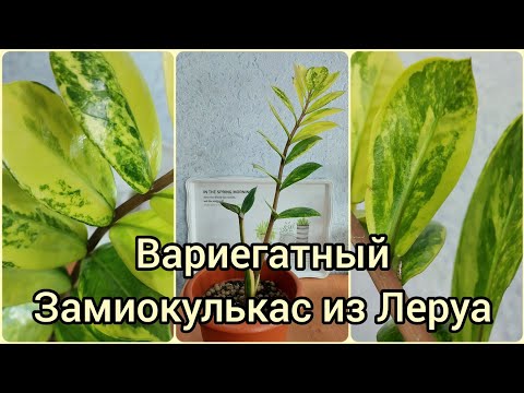 Видео: #Ответы 🍀Вариегатный #Замиокулькас из #Леруамерлен 🍀Что изменилось? #цветы #растения #суккуленты