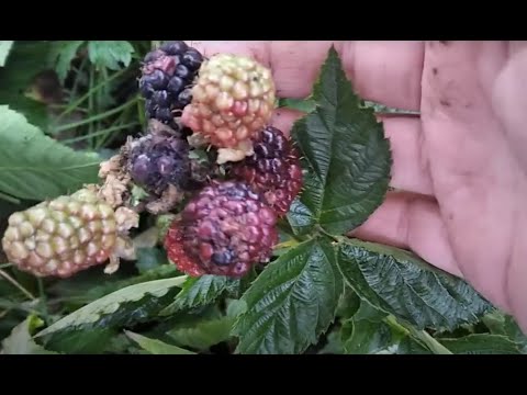 Видео: Чому не буде #саджанців #ожини ? 💛💙  03.10.2025 Рівне #ягода #врожай #вирощування