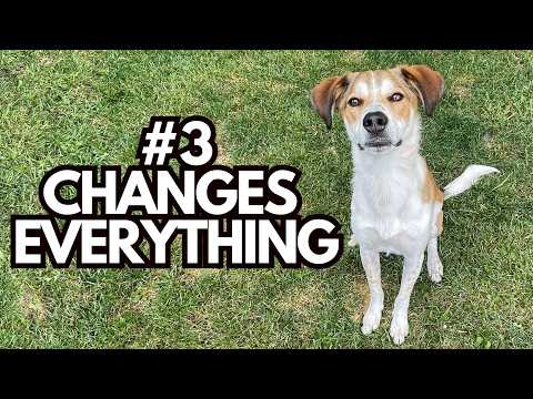 Видео: 4 совета по дрессировке собак, которые обязательно нужно знать (вы пожалеете, что не попробовали ...
