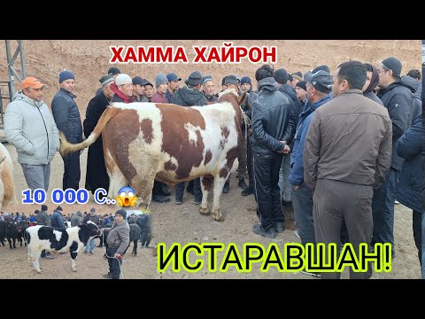 Видео: ИСТАРАВШАН! РАФТАМ ИМРУЗ БУКАИ КАЛОН ДАРОМАДАС...#rek #rekomendasi #khujand 