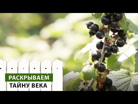 Видео: Не бойтесь химических препаратов! Актара: инструкция по применению от нашего эксперта