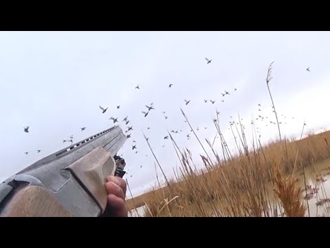 Видео: За перелетной сибирской кряквой! полная версия.