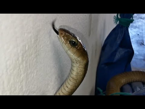 Видео: ЛОВЛЯ САМОЙ ЯДОВИТОЙ ЗМЕИ АФРИКИ!!