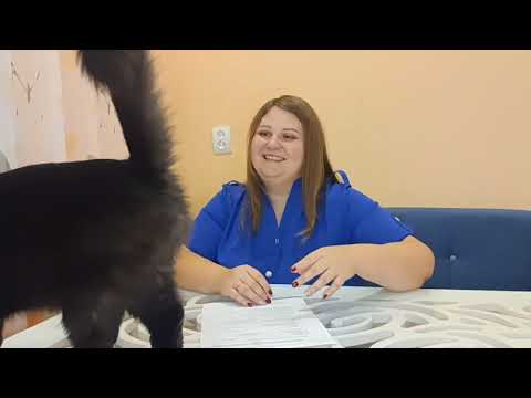 Видео: Школа приемных родителей/Усыновление