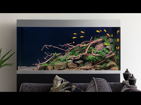 Видео: 100-дневное обновление о роскошном аквариуме с цихлидами и растениями — добавлены рыбы! (4K)