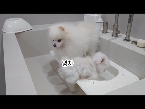 Видео: Собаки самые милые, когда они хотят чего-то