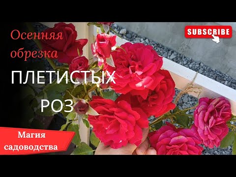 Видео: Правила осенней обрезки плетистых роз🌹🌹🌹