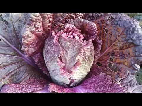 Видео: сравнение гибридов пекинской капусты ( маноко, кисеки и Ямада)