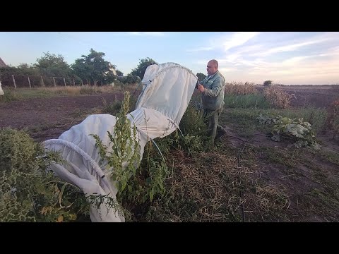 Видео: Підготовка до Дня народження/Зібрали всі кавуни/Перші огірки у вересні