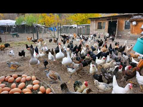 Видео: Выращивание перепелов естественным путем для получения яиц и мяса - Органическое птицеводство - Колл