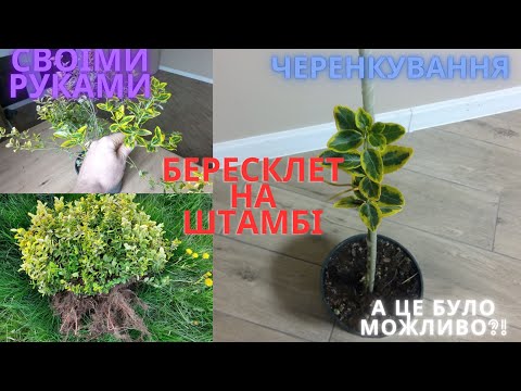 Видео: формирование бересклета на штамбе, позднее черенкование, замена самшина (буксуса)