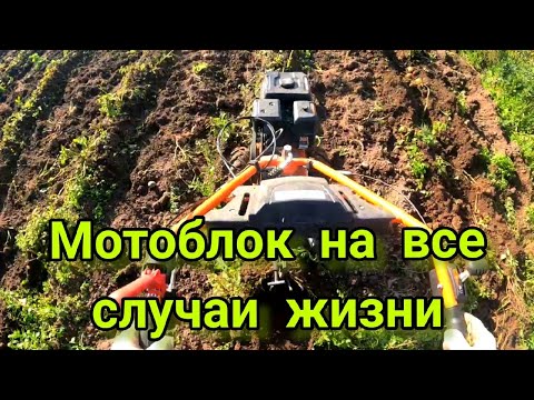 Видео: Мотоблок Патриот Победа. Копаем картофель.