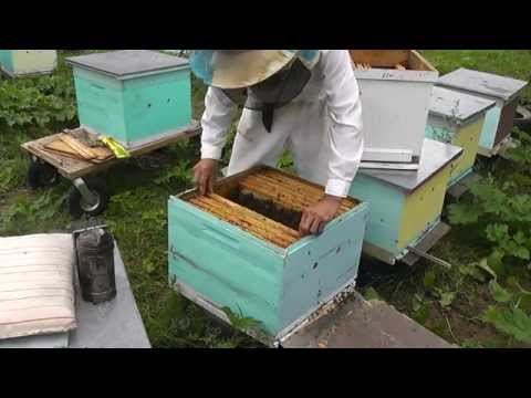 Видео: метод Цебро работа №20