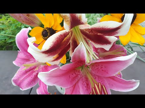 Видео: Луковицы восточных лилий сохраняю так.