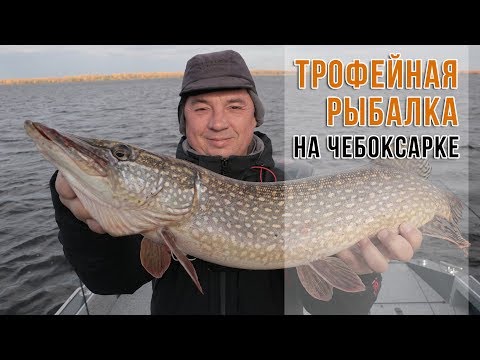 Видео: Трофейная рыбалка на Чебоксарке