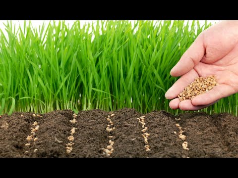 Видео: Ресурсосберегающая технология фитомелиорации природных и сеяных пастбищ и сенокосов в степи Зауралья