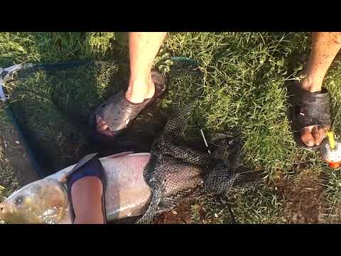Видео: Рыбалка 2 на Бент 9 .Толстолобы 5 штук