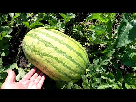 Видео: Сорвал первый арбуз сорта Пекинская радость крестьянская