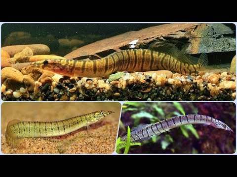 Видео: Аквариумная рыбка Макрогнатус Зебровый Содержание Совместимость Кормление