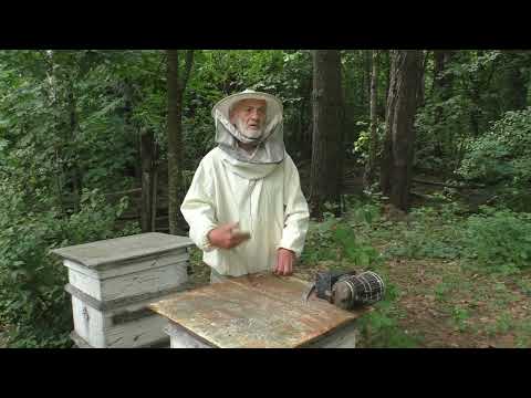 Видео: ПЧЁЛЫ не идут в МАГАЗИН причины.