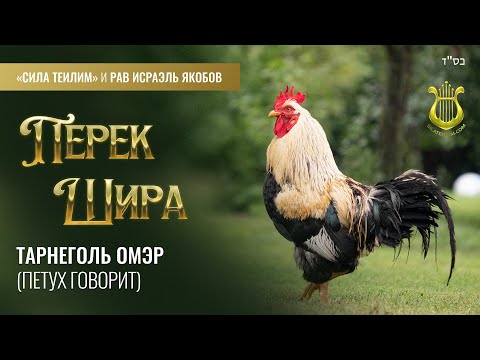 Видео: 🎻 Перек Шира. ПЕТУХ говорит. Урок 32. Рав Исраэль Якобов