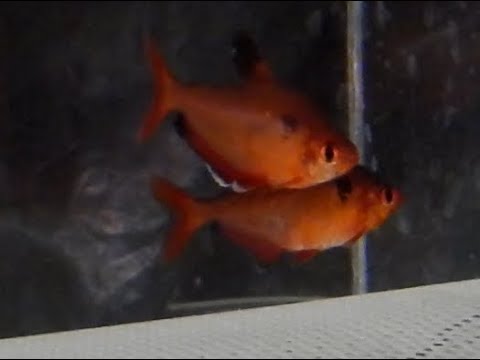 Видео: Разведение миноров дома