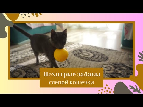 Видео: Нехитрые забавы слепой кошечки