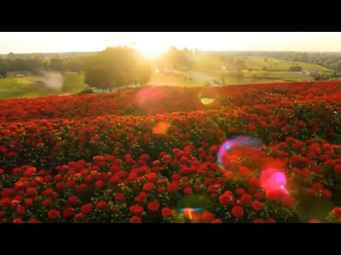 Видео: КРАСНЫЕ   КРАСНЫЕ