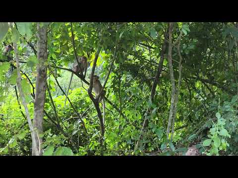 Видео: Тайские СИМ-карты: как сделать, чтобы симка работала за границей и другие важные подсказки