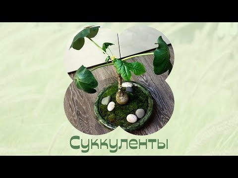 Видео: Суккуленты. Привожу с дачи и пересаживаю. Цветы дома.