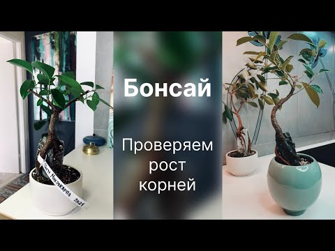 Видео: N 7 Фикус Микрокарпа с использованием декоративного камня.