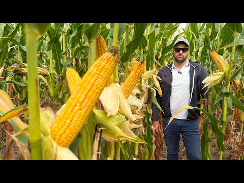 Видео: Увлекательный обзор гибридов Лимагрейн, КХ Шарипов, Саймасай 🌽🌽🌽
