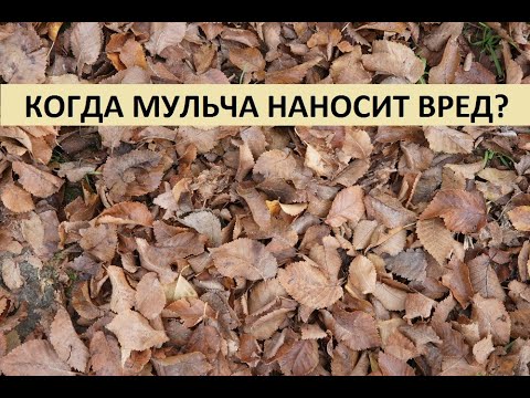 Видео: Когда мульча наносит вред?