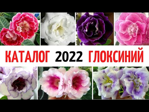 Видео: 🌺 ГЛОКСИНИИ на 2022 год  ☑️ КАТАЛОГ моих СОРТОВ