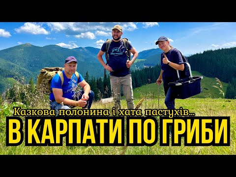 Видео: Грибні Місця Чарівних Карпат!!! Як ми проїхали 300км.щоб…