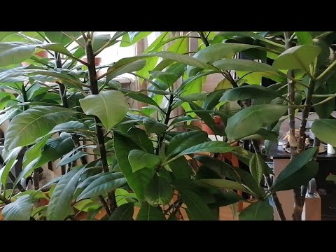 Видео: Плюмериям из семян 2 года.