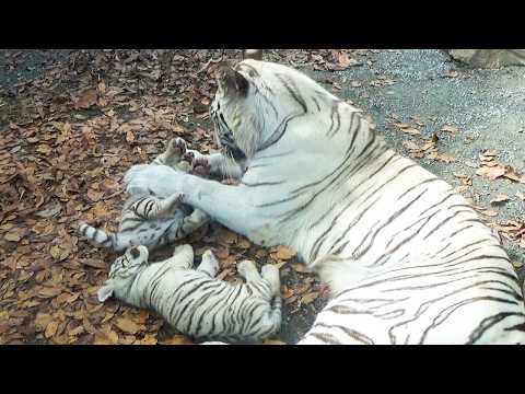 Видео: Озорной Сигуре😆 Вырывается из маминых лап → Растаял от её молока😍