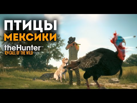 Видео: theHunter Call of the Wild - НА ПТИЦУ С СОБАКОЙ - Лабрадор ДЛС