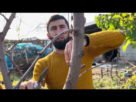 Видео: Дарактарды кантип бутоо керек