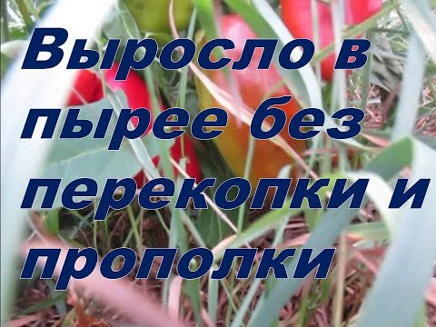 Видео: Грядка на целине без перекопки дала урожай