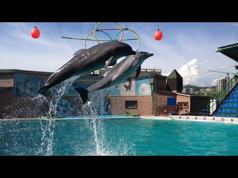 Видео: АДЛЕРСКИЙ ДЕЛЬФИНАРИЙ 🌊🐬🐋КАК ОНИ ЭТО ДЕЛАЮТ? 🙄