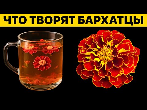 Видео: Даже 1 бутон БАРХАТЦЕВ может вызвать необратимые процессы. 90% людей не знают о пользе БАРХАТЦЕВ