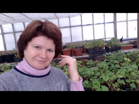 Видео: Как живется ПЕЛАРГОНИИ ЗИМОЙ?